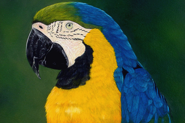 blue and gold macaw