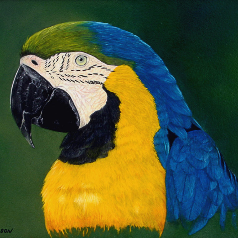 blue and gold macaw