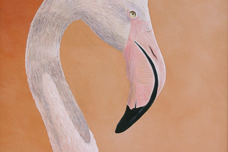 greater flamingo