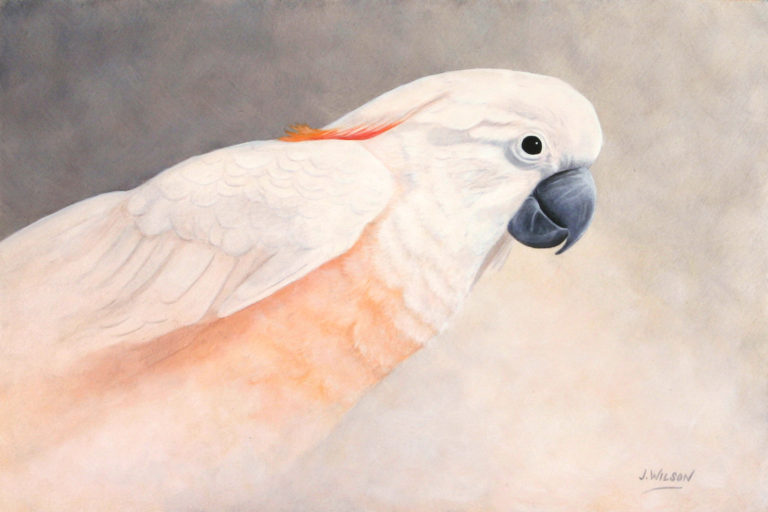 moluccan cockatoo