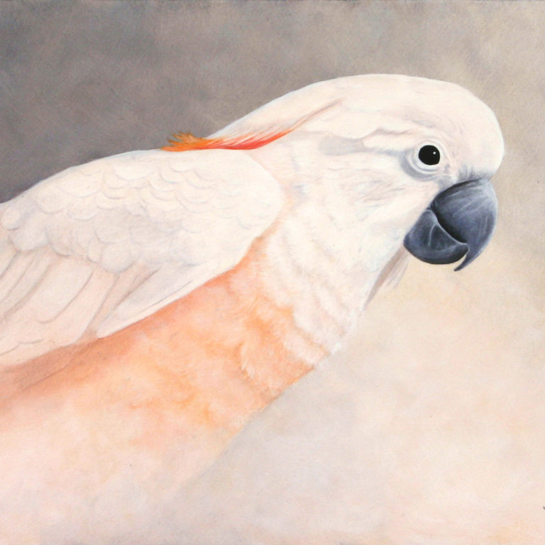 moluccan cockatoo