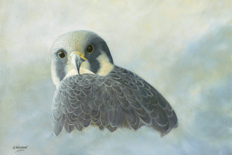 peregrine falcon