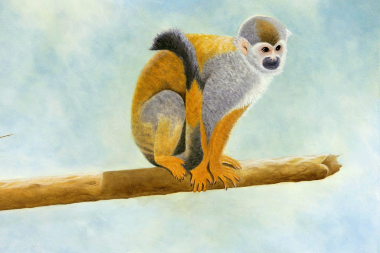 squirrel monkey