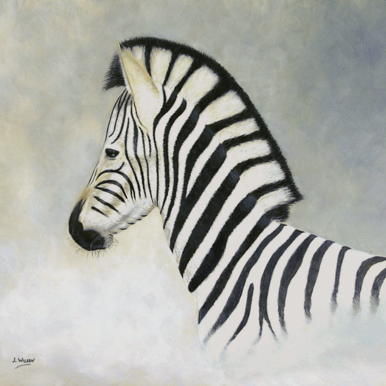 zebra foal